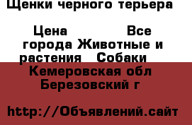 Щенки черного терьера › Цена ­ 35 000 - Все города Животные и растения » Собаки   . Кемеровская обл.,Березовский г.